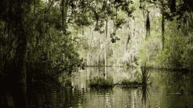 Swampy area in the southern U.S